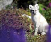 West Greenland: Exploring the Far North