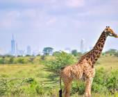 Mombasa Beach by Rail Add-on Tour