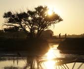 Moremi Game Reserve