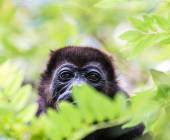Howler monkey in Costa Rica