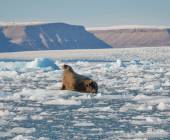 Canadian Arctic: Wildlife, Helicopters, & the Northwest Passage (Kangerlussuaq)