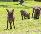 A'zambezi River Lodge