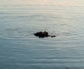 The upper Zambezi River