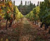Vineyards in France