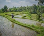 Tegalalang Rice Terraces