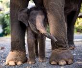 elephants in Thailand