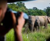 Yala National Park