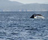 Whales & Bears of British Columbia