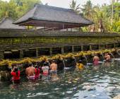 Primates & Dragons of Indonesia