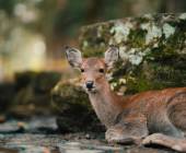 Ancient & Modern Japan