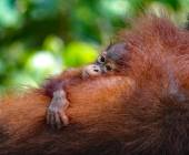 Borneo Wildlife Discoverer