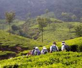 Kerala tea plantations
