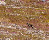 Svalbard in Summer: Tundra, Whales and Wildlife