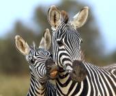 Kenya Safari Adventure