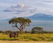 Kenya Safari Adventure