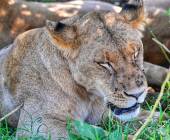 Tanzania Safari Adventure