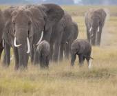 Tanzania Safari Adventure