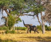 Tanzania Safari Adventure