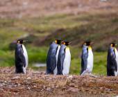 Penguins of the Far South: Falklands, South Georgia & Antarctica