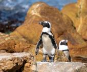 Cape Town & the Garden Route