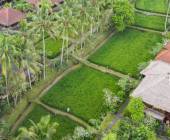 Primates & Dragons of Indonesia