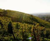 Discover Burgundy & Alsace – Premium Adventure