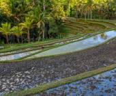 Primates & Dragons of Indonesia