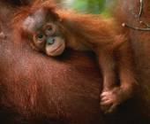 Primates & Dragons of Indonesia