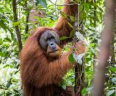 Primates & Dragons of Indonesia