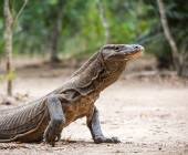 Primates & Dragons of Indonesia