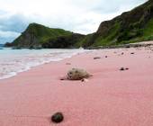 Primates & Dragons of Indonesia