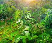 Primates & Dragons of Indonesia