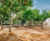 Signature Portugal | Among the Whitewashed Hills