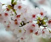 Signature Japan | Through Temples & Time