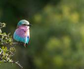 Signature South Africa | Across the Wild Plains