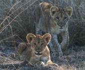 Signature South Africa | Across the Wild Plains