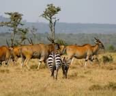 Signature South Africa | Across the Wild Plains