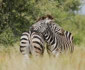 Signature South Africa | Across the Wild Plains