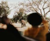 Essential Kruger Safari – Family Adventure