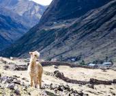 Lares Trek to Machu Picchu