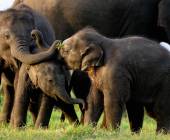 Signature Sri Lanka | The Island of Serendipity