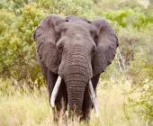 Essential Kruger Safari – Family Adventure