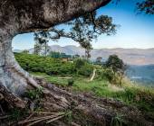 Signature Sri Lanka | The Island of Serendipity