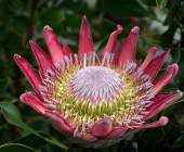 Signature South Africa | Wild Coasts & Winelands