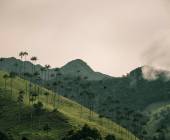 Signature Colombia | Stories Beneath Wax Palms