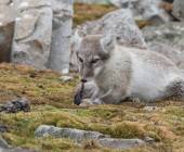 Scotland to Spitsbergen: Puffins, Sea Ice and Wildlife