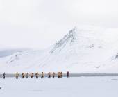 Scotland to Spitsbergen: Puffins, Sea Ice and Wildlife