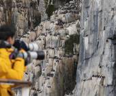 Scotland to Spitsbergen: Puffins, Sea Ice and Wildlife