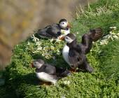 Scotland to Spitsbergen: Puffins, Sea Ice and Wildlife