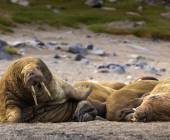 Svalbard in Summer: Tundra, Whales and Wildlife